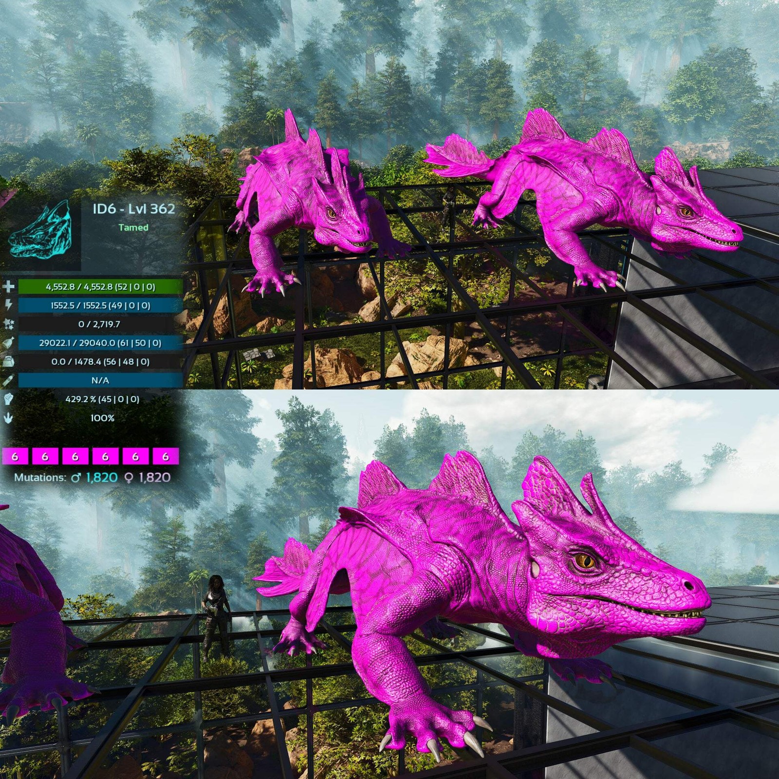 Maeguana Max Level 362 🍼 ASA PVE 🦖ARK Survival Ascended