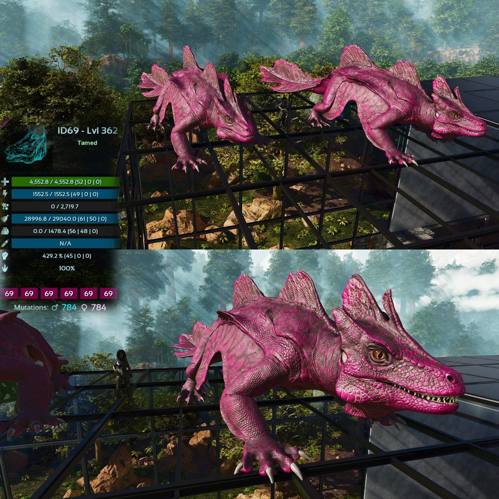 Maeguana Max Level 362 🍼 ASA PVE 🦖ARK Survival Ascended